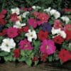 Petunia Hybrida Grandiflora Dream Mix