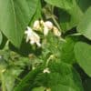 Pronkboon witte bloem