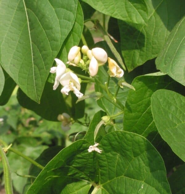 Pronkboon witte bloem
