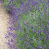 Lavendel struik Lavendel struik