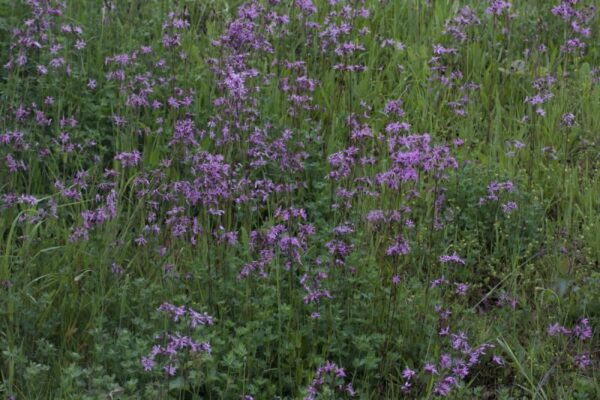 Cruydt Hoeck Echte Koekoeksbloem Cruydt Hoeck Echte Koekoeksbloem