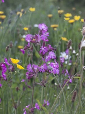 Cruydt Hoeck Dagkoekoeksbloem Cruydt Hoeck Dagkoekoeksbloem
