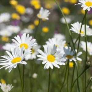 Cruydt Hoeck Gewone Margriet