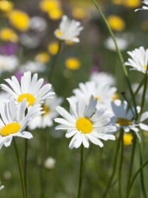 Cruydt Hoeck Gewone Margriet Cruydt Hoeck Gewone Margriet