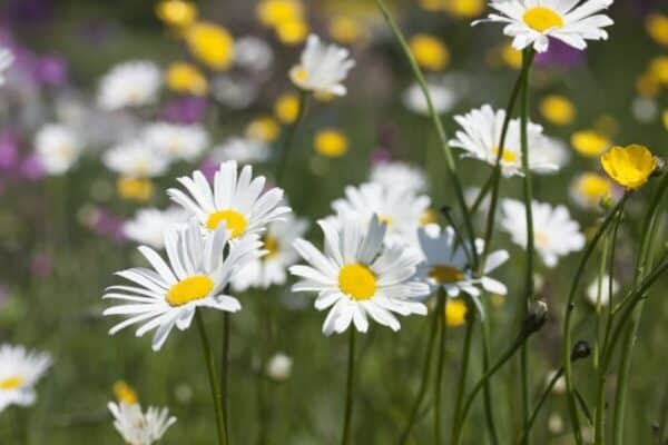 Cruydt Hoeck Gewone Margriet Cruydt Hoeck Gewone Margriet