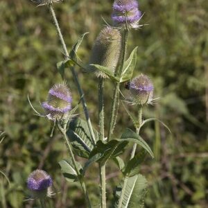 Cruydt Hoeck Grote Kaardenbol