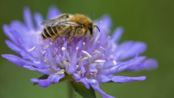 Cruydt Hoeck Beemdkroon Cruydt Hoeck Beemdkroon