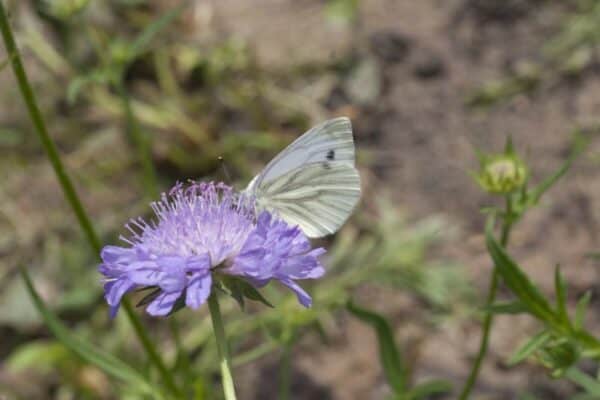 Cruydt Hoeck Beemdkroon