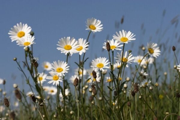 Cruydt Hoeck Gewone Margriet Cruydt Hoeck Gewone Margriet