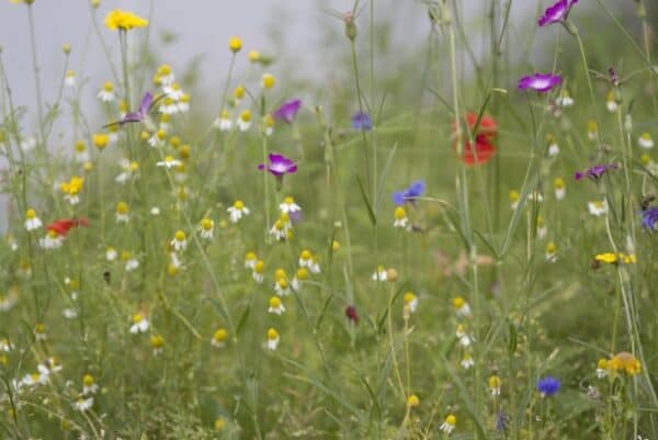 Cruydt Hoeck Akkerbloemen Mengsel