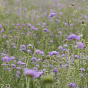 Cruydt Hoeck Beemdkroon