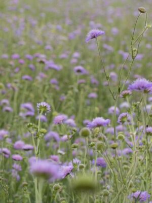 Cruydt Hoeck Beemdkroon Cruydt Hoeck Beemdkroon