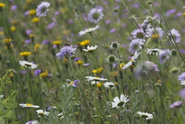 Cruydt Hoeck Bijenmengsel Vaste Soorten