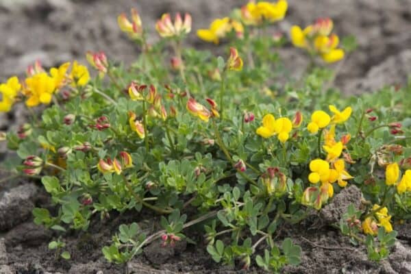 Cruydt Hoeck Gewone Rolklaver