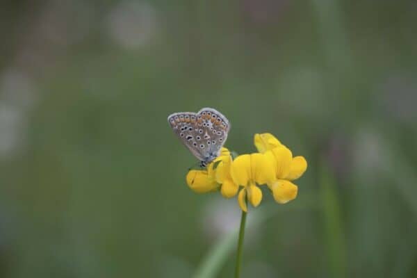 Cruydt Hoeck Gewone Rolklaver Cruydt Hoeck Gewone Rolklaver