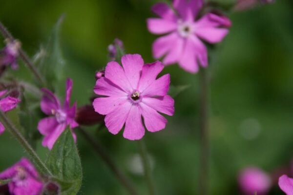Cruydt Hoeck Dagkoekoeksbloem Cruydt Hoeck Dagkoekoeksbloem