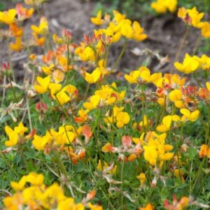 Cruydt Hoeck Gewone Rolklaver