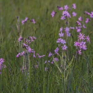 Cruydt Hoeck Echte Koekoeksbloem