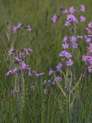 Cruydt Hoeck Echte Koekoeksbloem