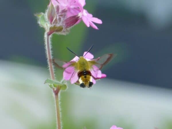 Cruydt Hoeck Dagkoekoeksbloem