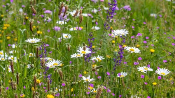 Cruydt Hoeck Bijenmengsel Vaste Soorten
