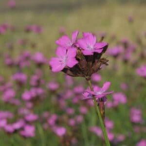 Cruydt Hoeck Kartuizer Anjer