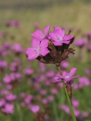 Cruydt Hoeck Kartuizer Anjer Cruydt Hoeck Kartuizer Anjer