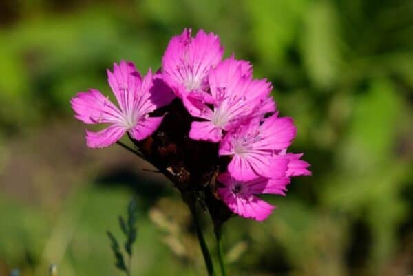 Cruydt Hoeck Kartuizer Anjer