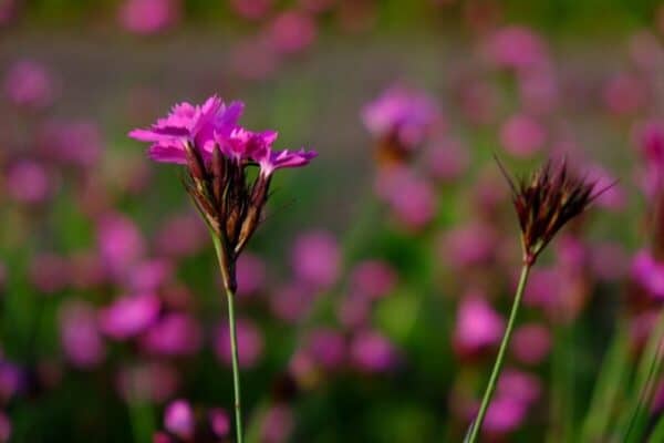 Cruydt Hoeck Kartuizer Anjer