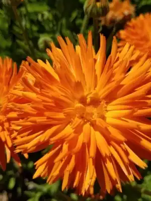 Goudsbloem Radio Oranje