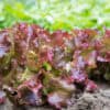 Rode-krulsla-_Lollo-rossa_-Lactuca-sativa_73f0cb20-3190-4fa5-87cb-23af1002697a Krulsla Lollo rossa