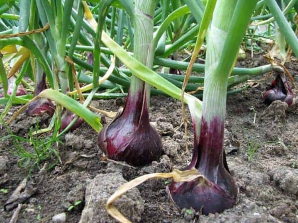 Rode-uien-1 Plantuien Rood Akado 250 gram