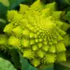 Bloemkool Romanesco Natalino