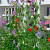 Lathyrus Odoratus Royal Family Mix