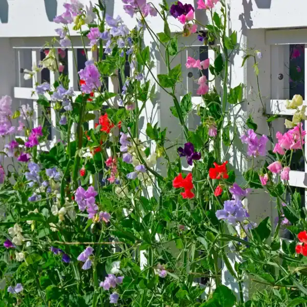 Lathyrus Odoratus Royal Family Mix
