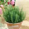 Rozemarijn in pot