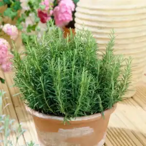 Rozemarijn in pot