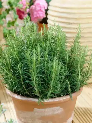 Rozemarijn in pot