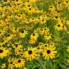 Rudbeckia hirta Gloriosa Daisy Rudbeckia hirta Gloriosa Daisy