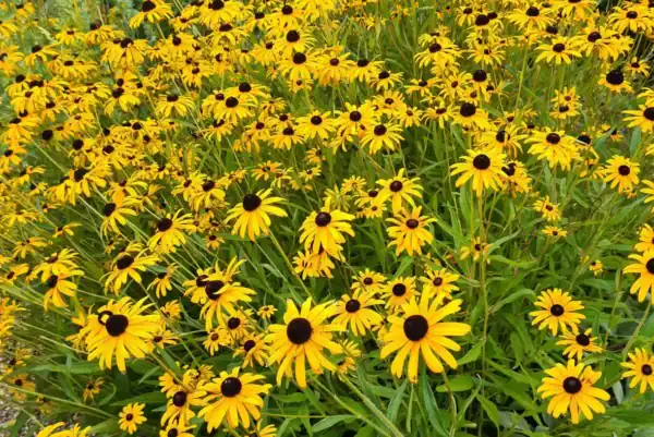 Rudbeckia hirta Gloriosa Daisy Rudbeckia hirta Gloriosa Daisy