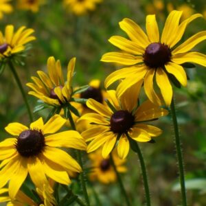 Rudbeckia hirta Gloriosa Daisy