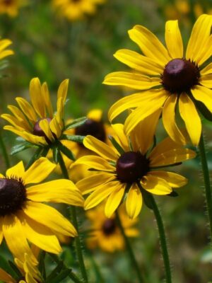 Rudbeckia hirta Gloriosa Daisy Rudbeckia hirta Gloriosa Daisy