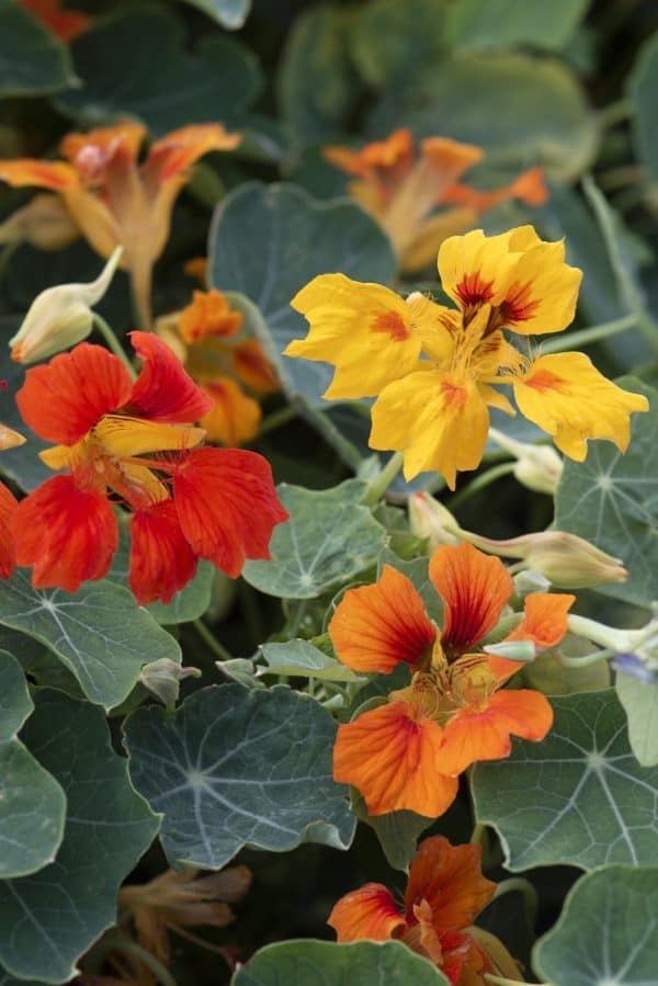 Oost-Indische Kers Oost-Indische Kers