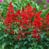 Salvia Scarlet Queen Salvia Scarlet Queen