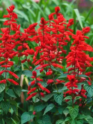 Salvia Scarlet Queen Salvia Scarlet Queen