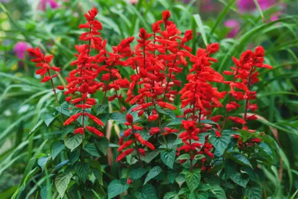 Salvia Scarlet Queen Salvia Scarlet Queen