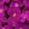 Aubrieta Hybrida Pink