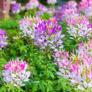 Kattesnor Cleome Colour Fountain mix