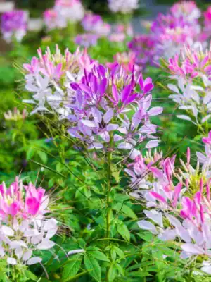 Kattesnor Cleome Colour Fountain mix