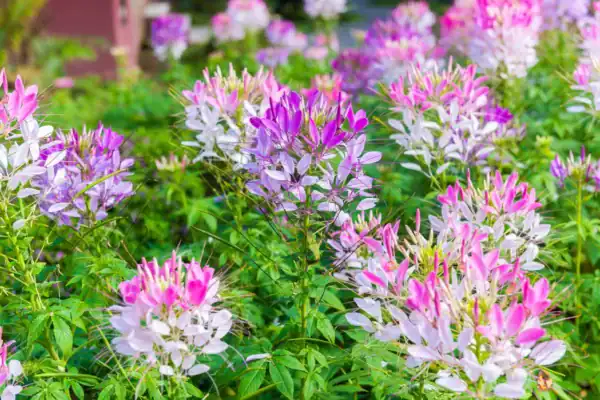 Kattesnor Cleome Colour Fountain mix